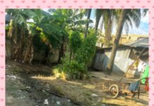 OLEH: Yanga Market Women Appeal to LG for Toilet Infrastructure, Empowerment Support