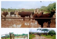 Ozoro Abattoir Operators Bemoan Bad Roads, Dilapidating Structures, Urge LGC to Intervene