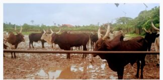 Ozoro Abattoir Operators Bemoan Bad Roads, Dilapidating Structures, Urge LGC to Intervene